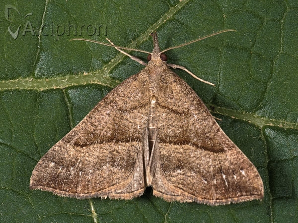 Hypena proboscidalis