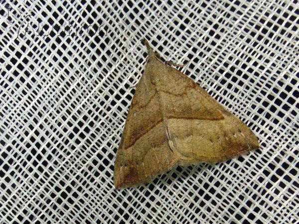 Hypena proboscidalis