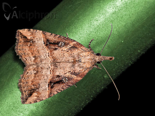 Hypena rostralis