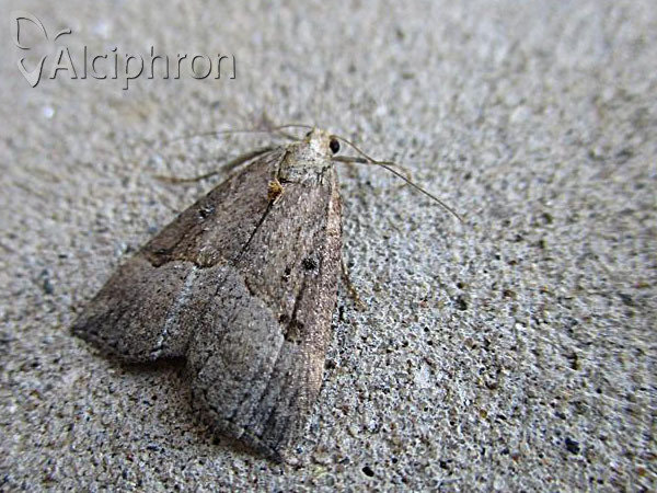 Hypena rostralis