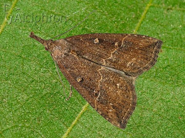 Hypena rostralis