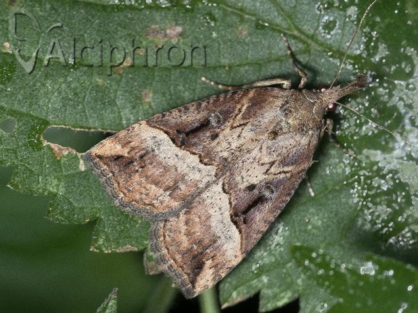 Hypena rostralis