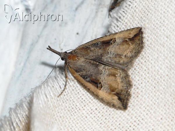 Hypena rostralis
