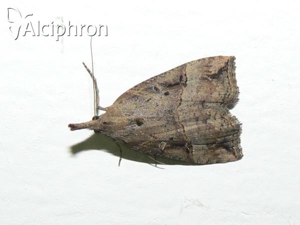 Hypena rostralis