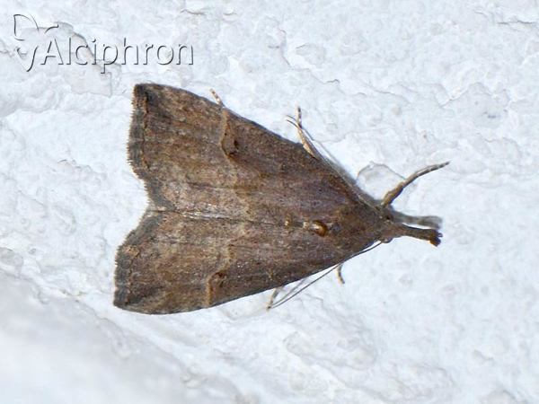 Hypena rostralis