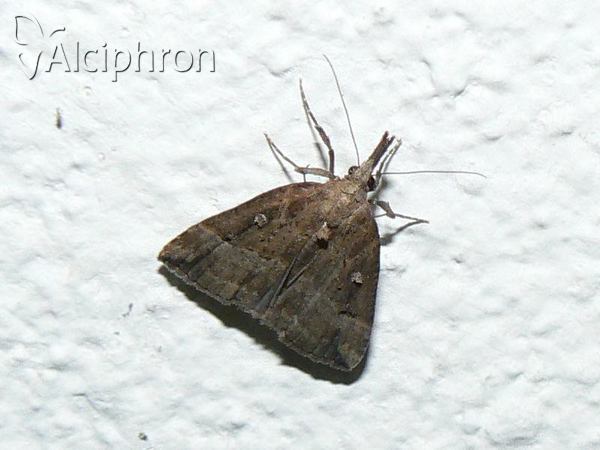 Hypena rostralis
