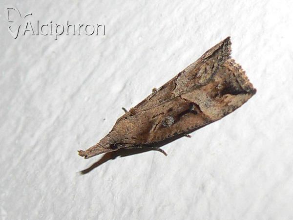 Hypena rostralis