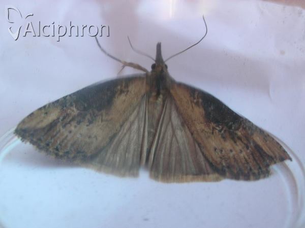 Hypena obesalis