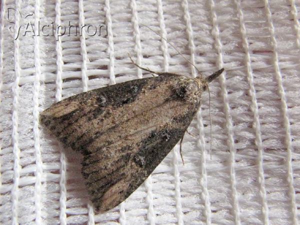 Hypena obesalis