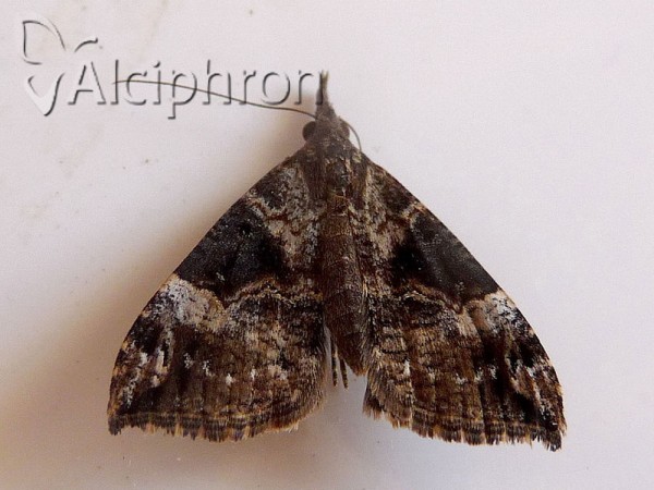 Hypena obsitalis