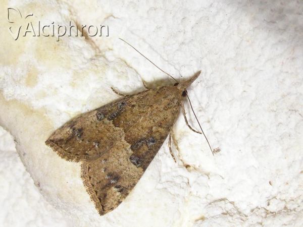 Hypena palpalis