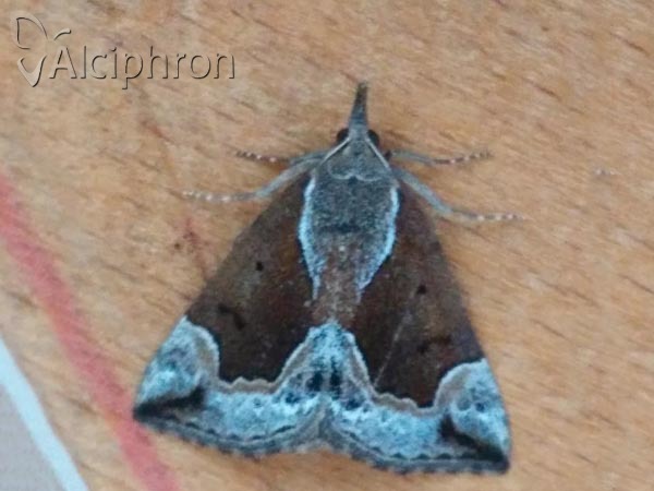 Hypena crassalis