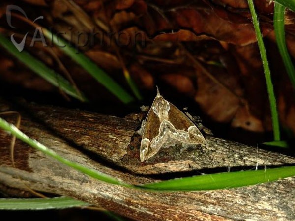Hypena crassalis