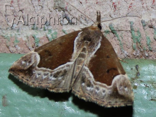 Hypena crassalis
