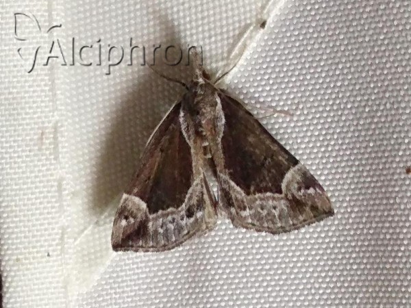 Hypena crassalis