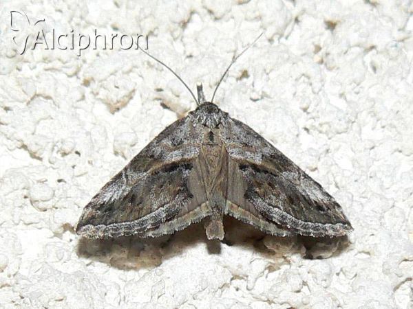 Zekelita antiqualis