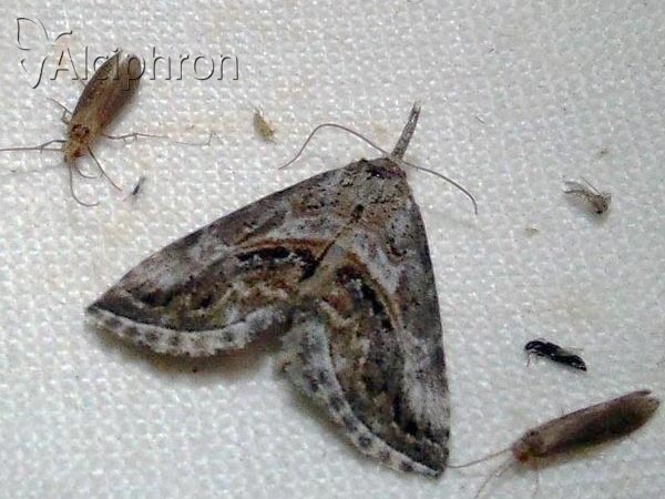 Zekelita antiqualis