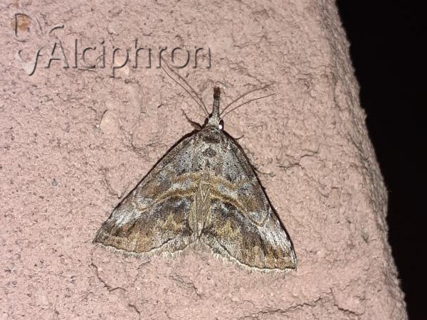 Zekelita antiqualis