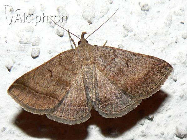 Zanclognatha lunalis