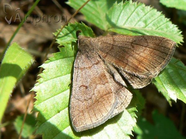 Zanclognatha lunalis
