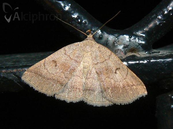 Zanclognatha lunalis