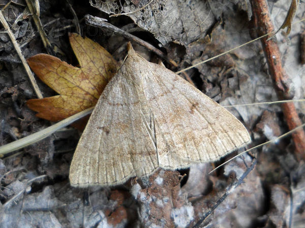 Zanclognatha lunalis