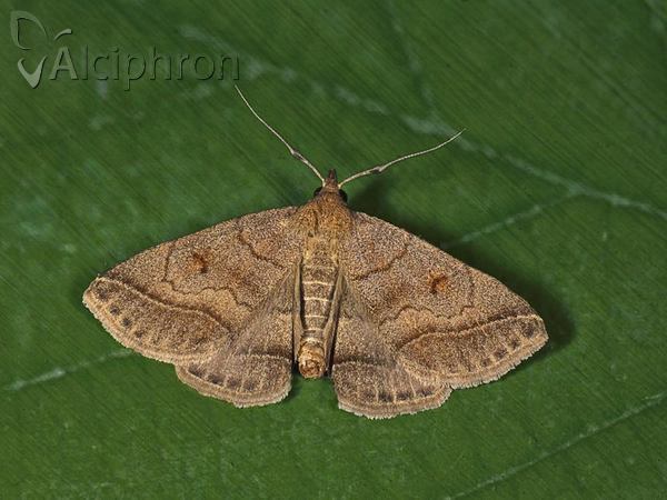 Zanclognatha lunalis