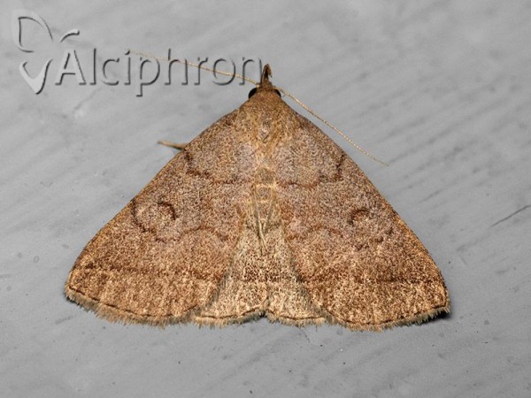 Zanclognatha lunalis