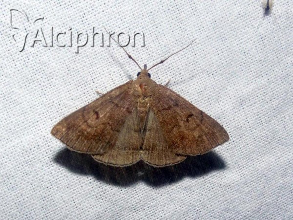 Zanclognatha lunalis