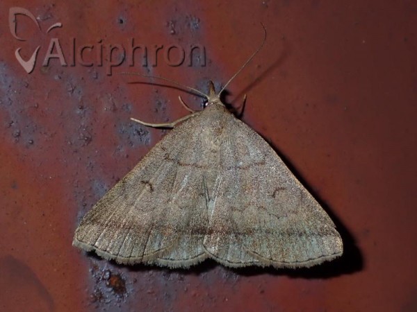 Zanclognatha lunalis