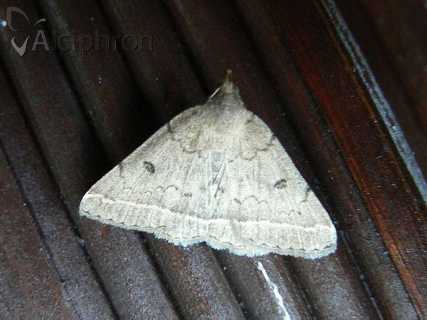 Zanclognatha zelleralis