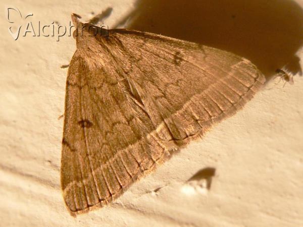Zanclognatha zelleralis