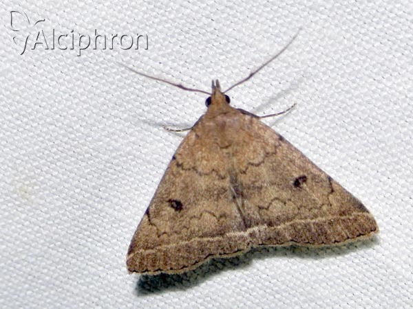 Zanclognatha zelleralis