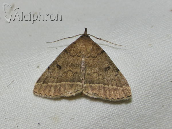 Zanclognatha zelleralis