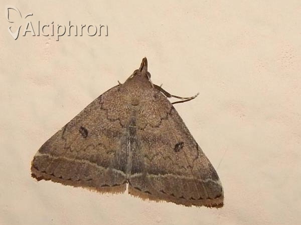 Zanclognatha zelleralis