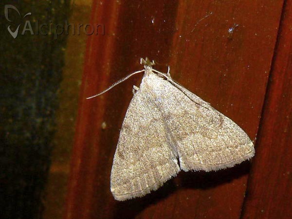 Pechipogo strigilata
