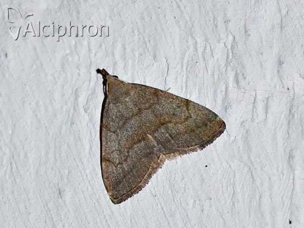 Pechipogo strigilata