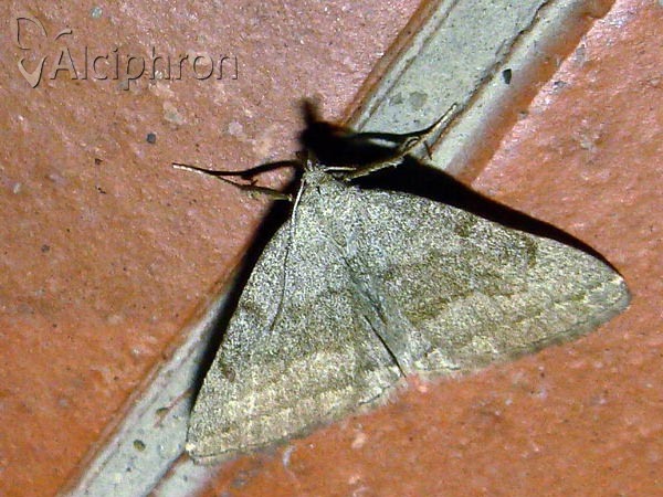 Pechipogo strigilata