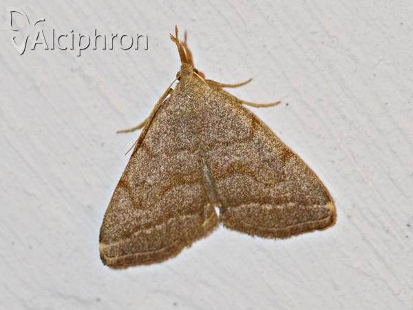 Pechipogo strigilata