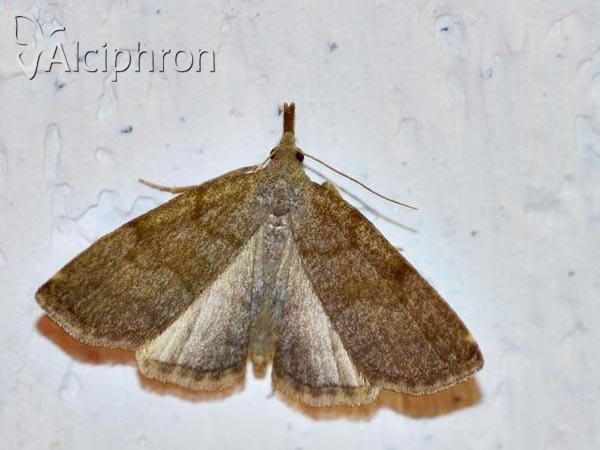 Pechipogo strigilata