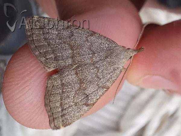 Pechipogo strigilata