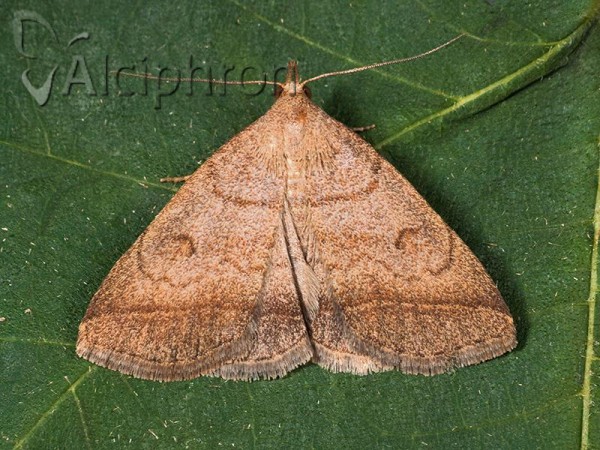 Pechipogo strigilata