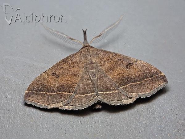 Pechipogo plumigeralis