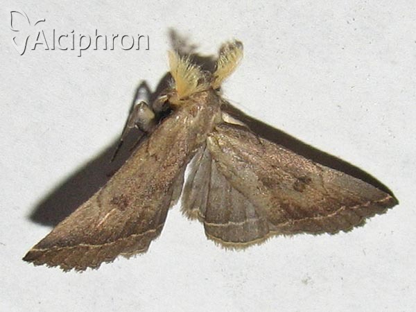 Pechipogo plumigeralis