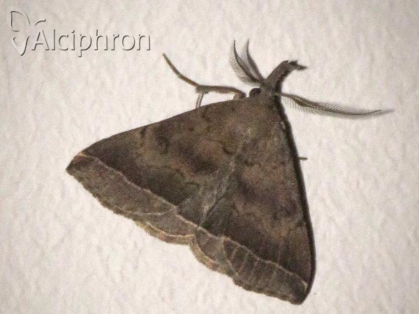 Pechipogo plumigeralis