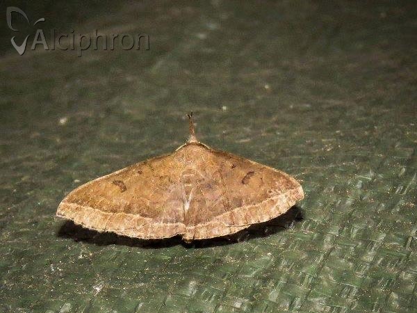Pechipogo plumigeralis