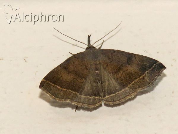 Pechipogo plumigeralis