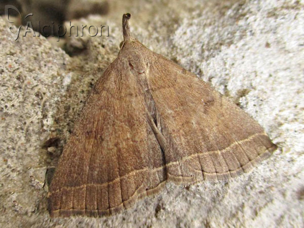 Pechipogo plumigeralis