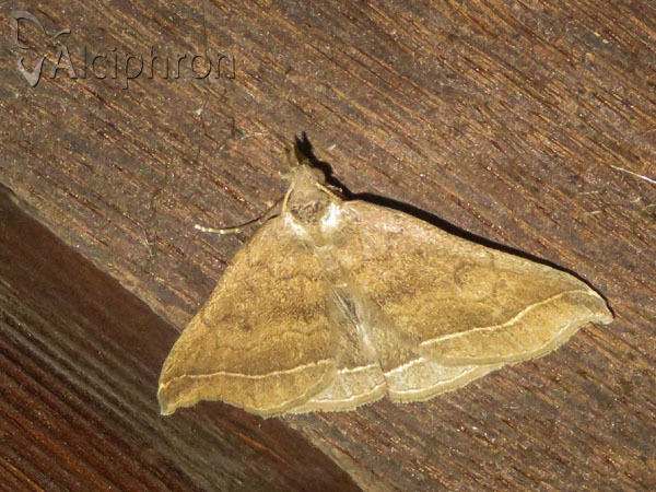 Pechipogo plumigeralis
