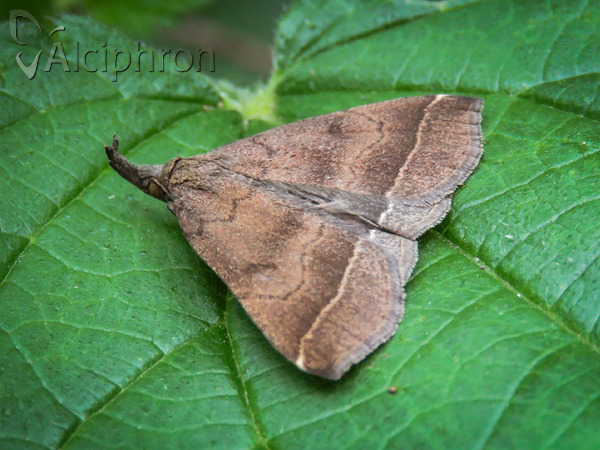 Pechipogo plumigeralis